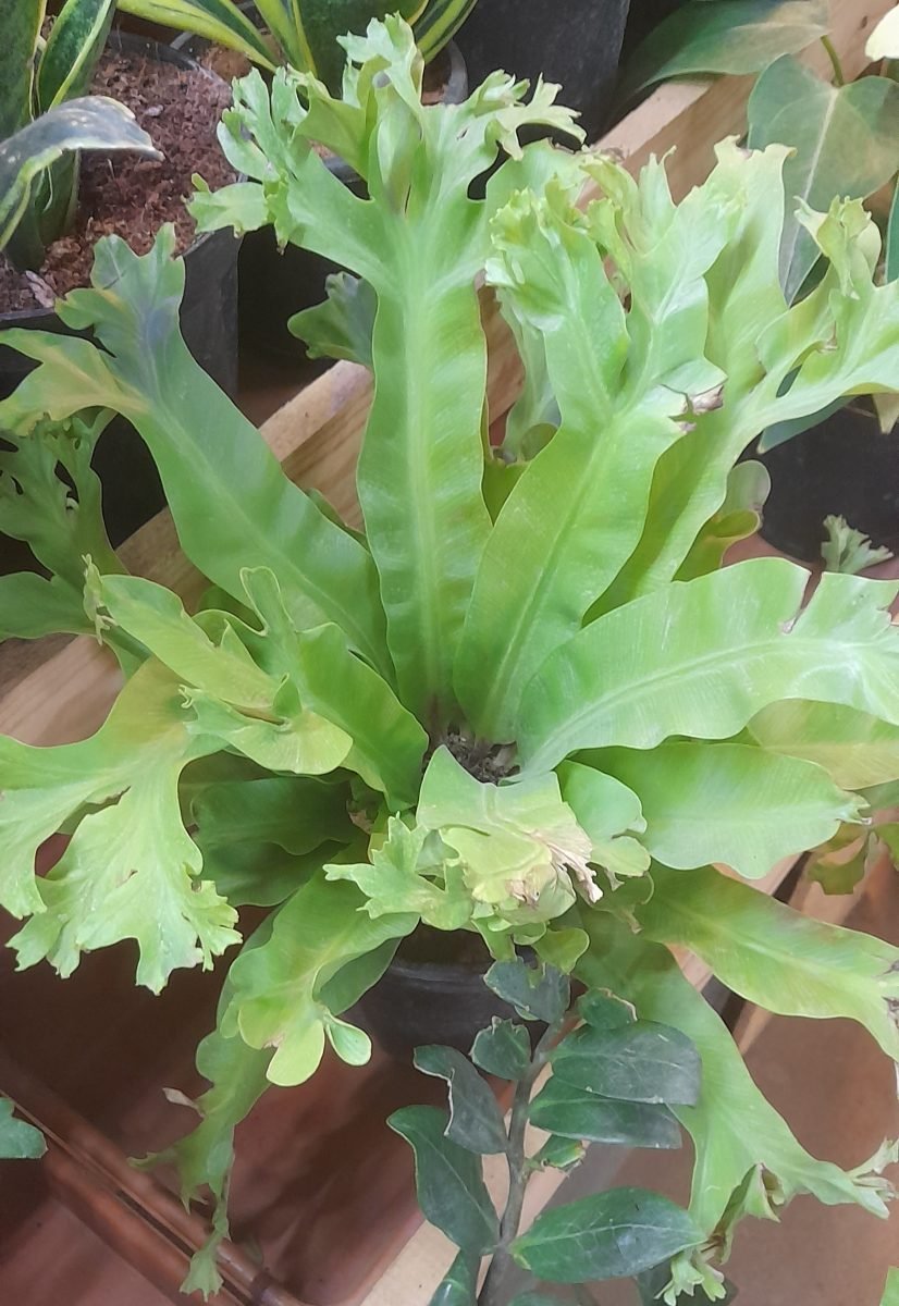 Asplenium Crissie C.12