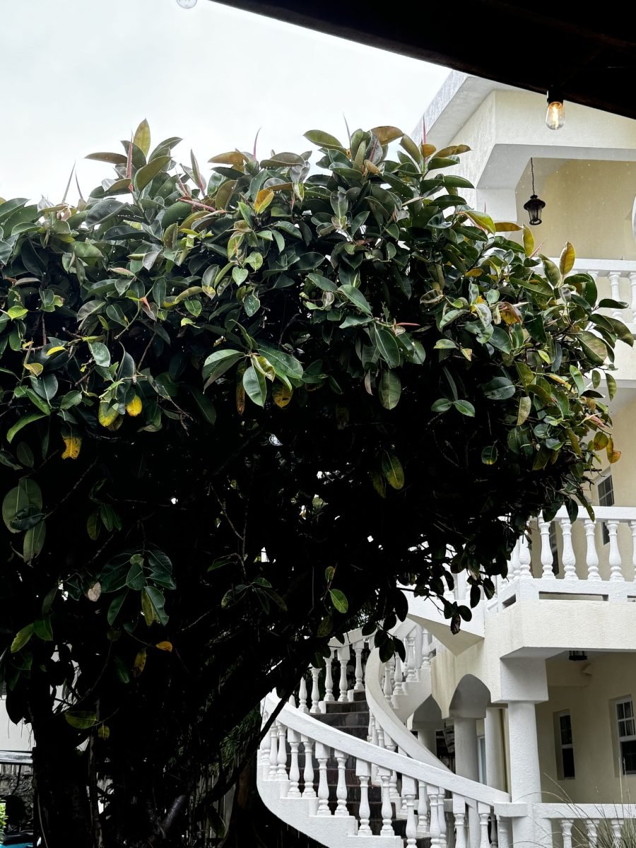 Ficus Elastica Belize C.14