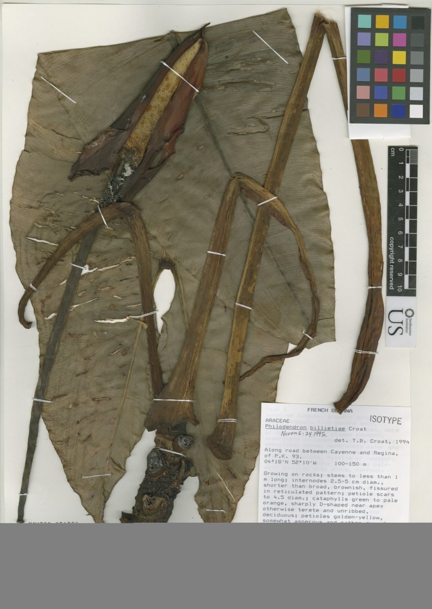 Philodendron Billietiae Croat C.14