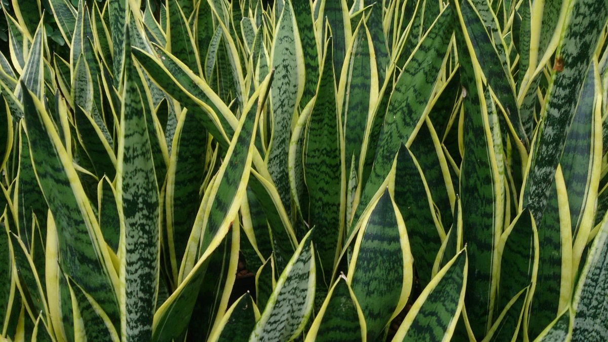 Sansevieria Trifasciata Laurentii C.16