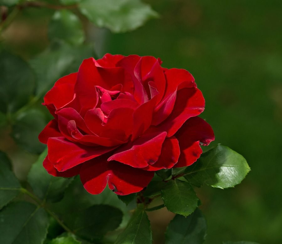 Rosa roja
