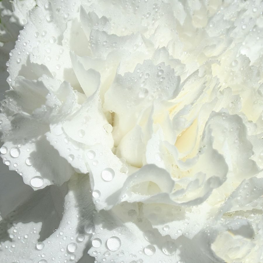Clavel blanco
