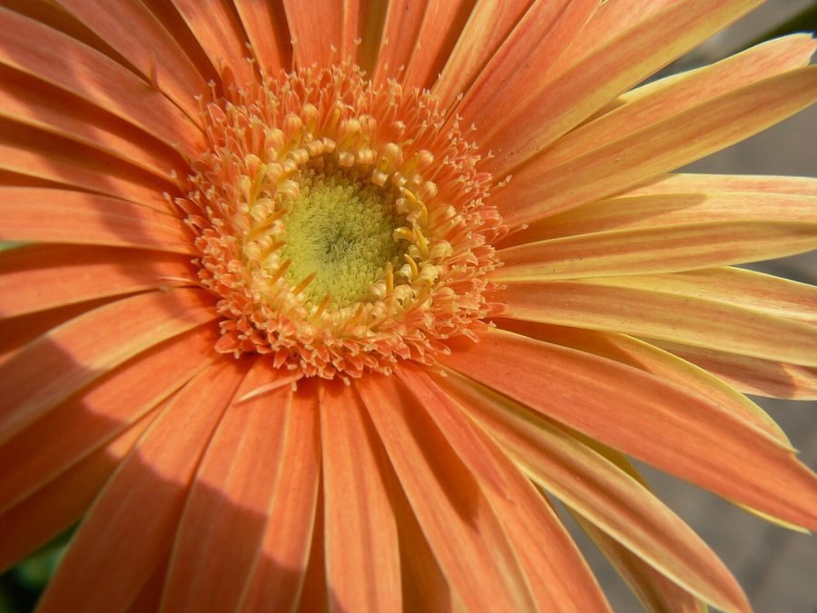 Gerbera naranja
