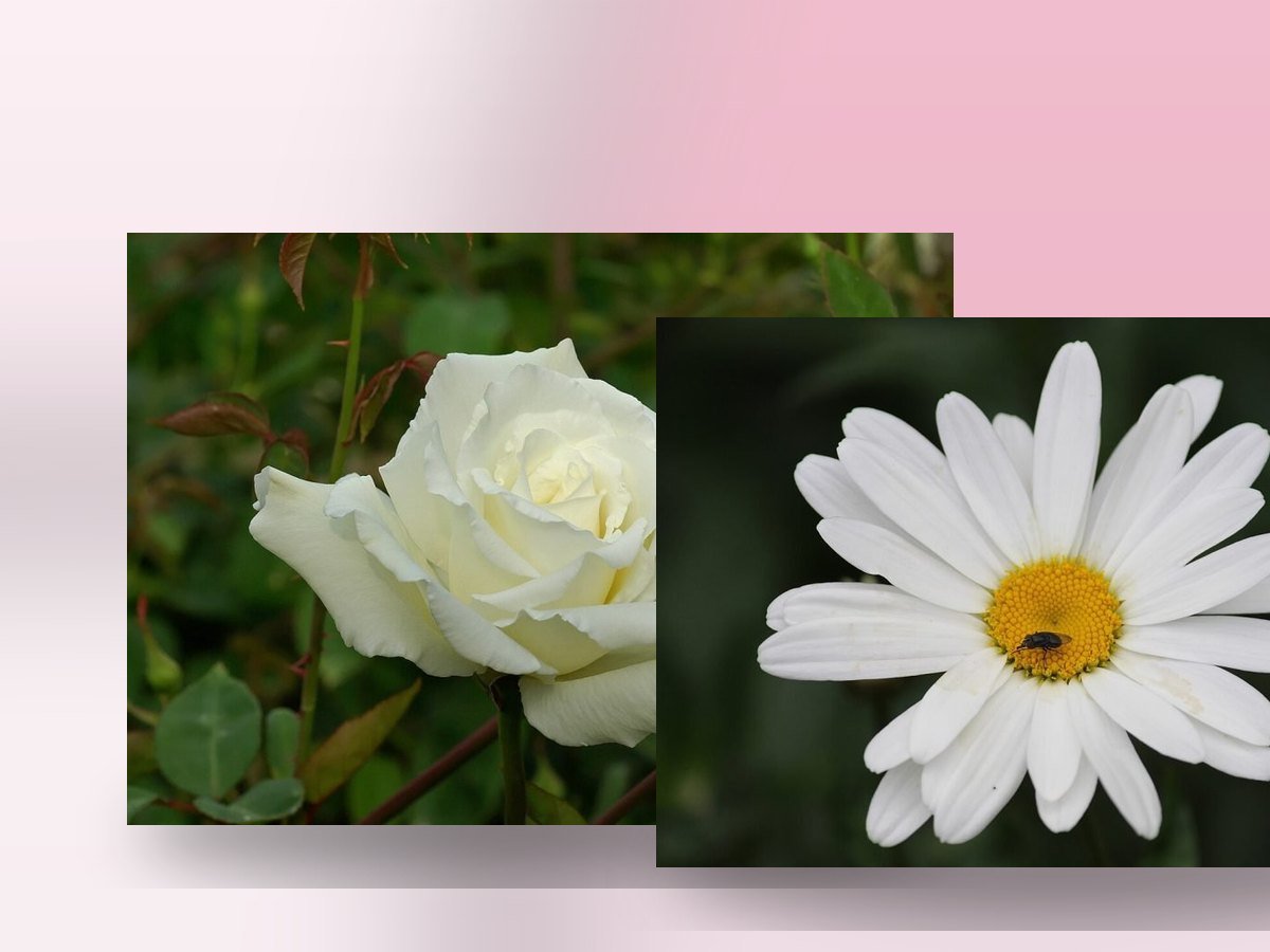 Flores para los días que se recuerdan