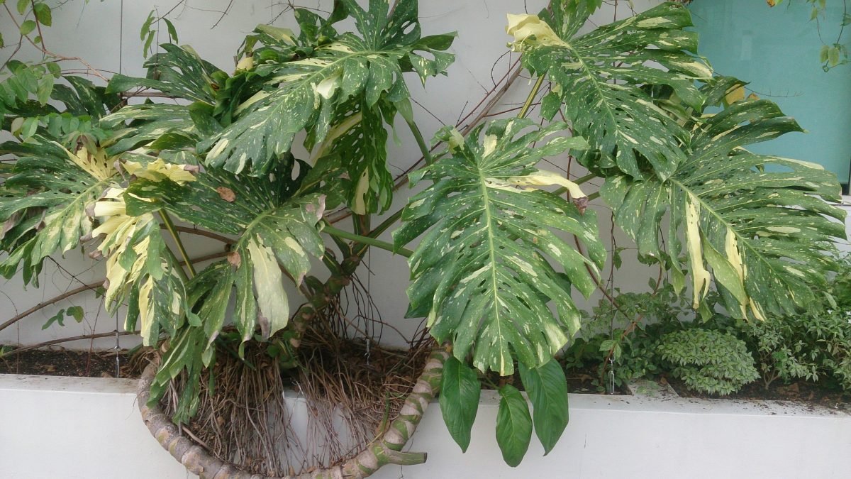 Monstera variegata