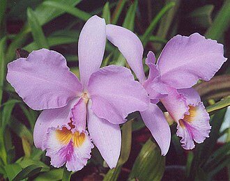 Cattleya