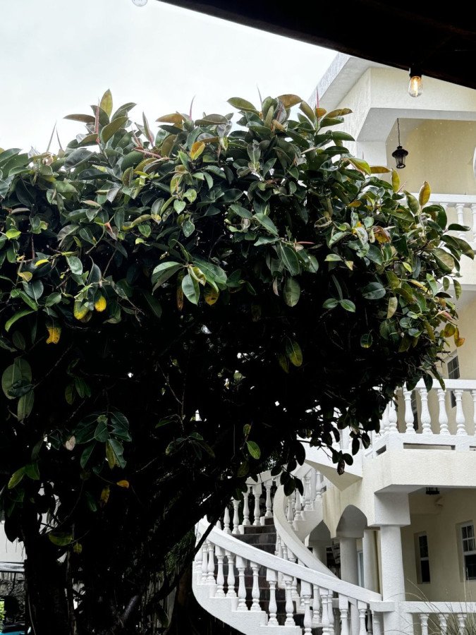 Ficus Elastica Belize C.14