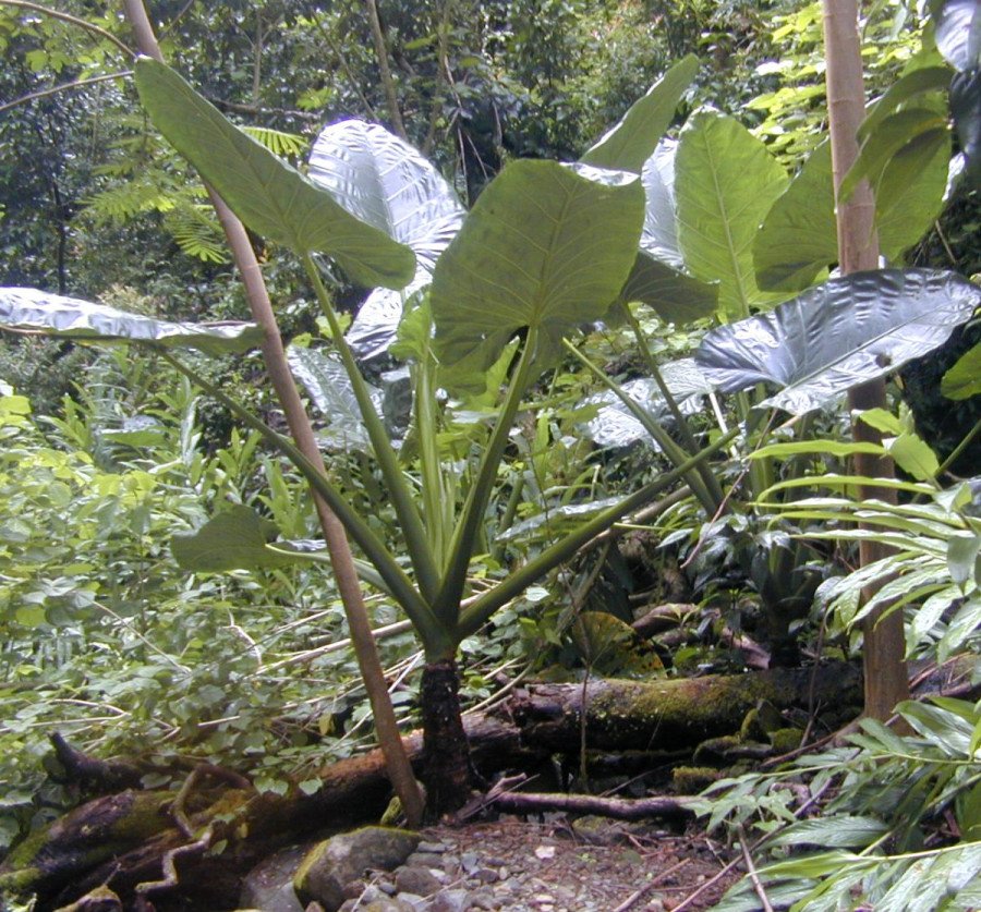 Alocasia Frydek Variegata