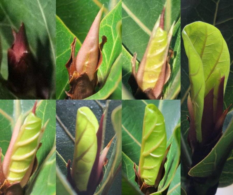 Ficus Lyrata Bambino C.26