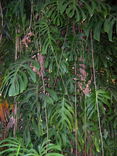 Philodendron Monstera con Tutor C.19