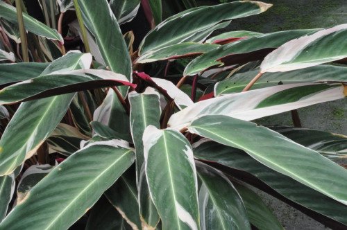 Calathea Triostar