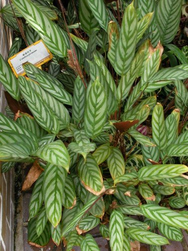 Calathea Ctenanthe Setosa C.22