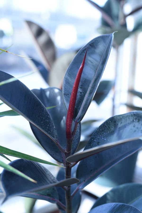 Ficus Elastica Shiveriana C.26