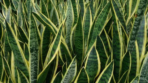 Sansevieria Trifasciata Laurentii C.9