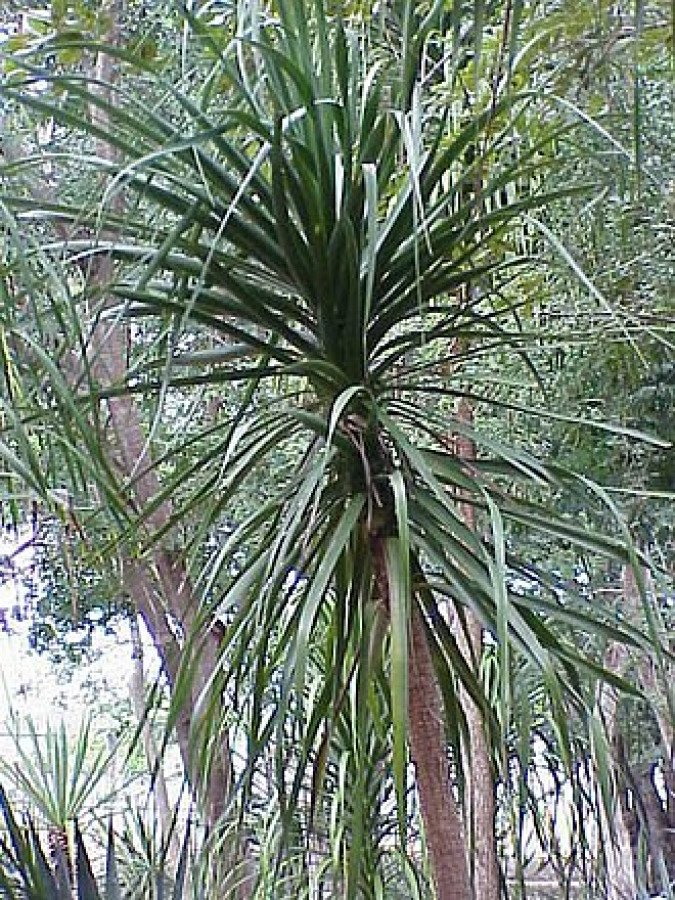 Beaucarnea Grupo de Tres