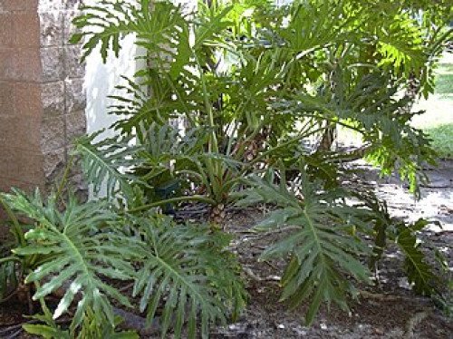 Philodendron