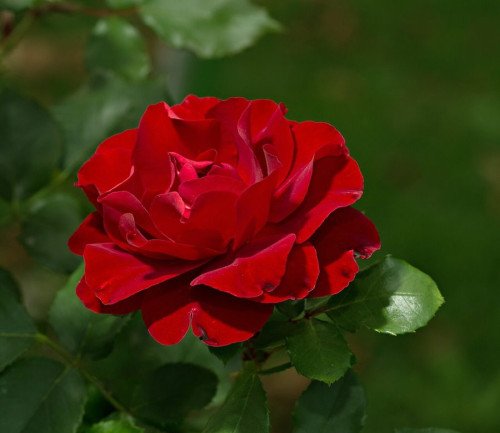 Rosa roja