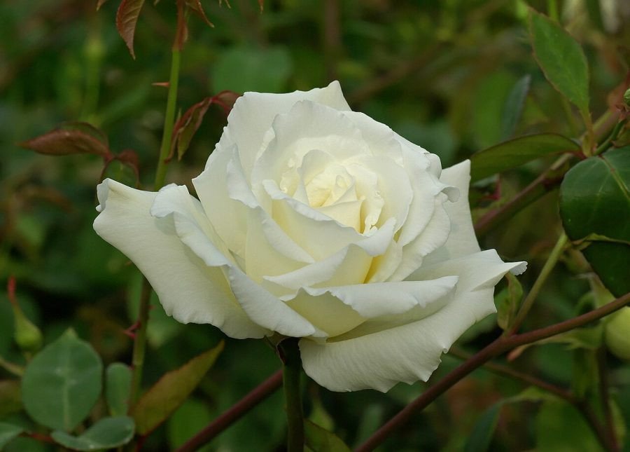 Rosa bianca