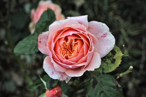 Rosa rosada