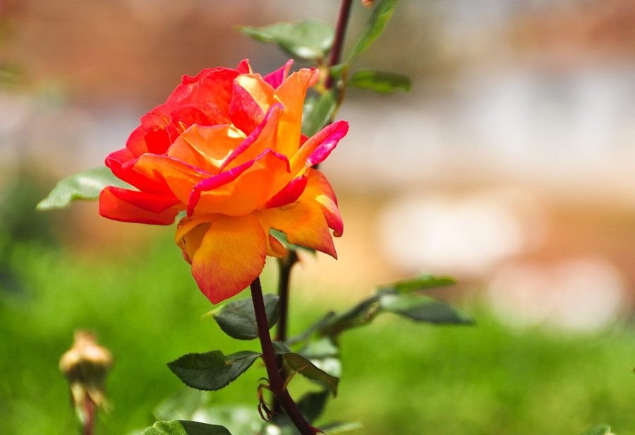 Rosa naranja