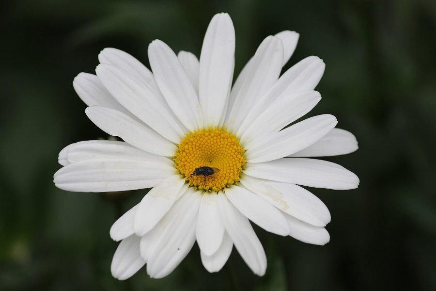 Marguerite