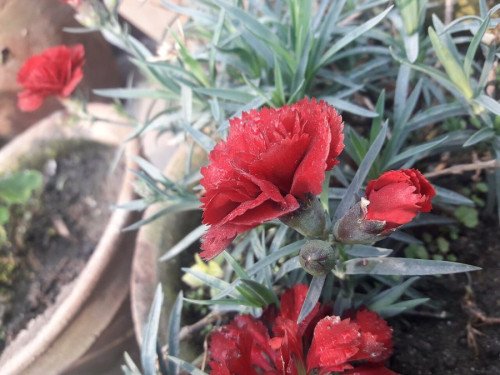 Ramo de claveles