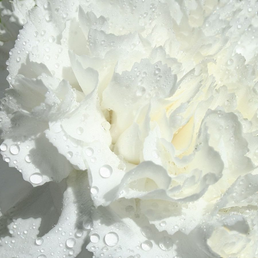 Clavel blanco