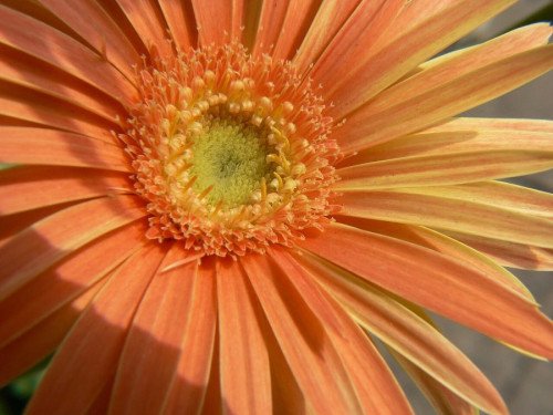 Gerbera naranja