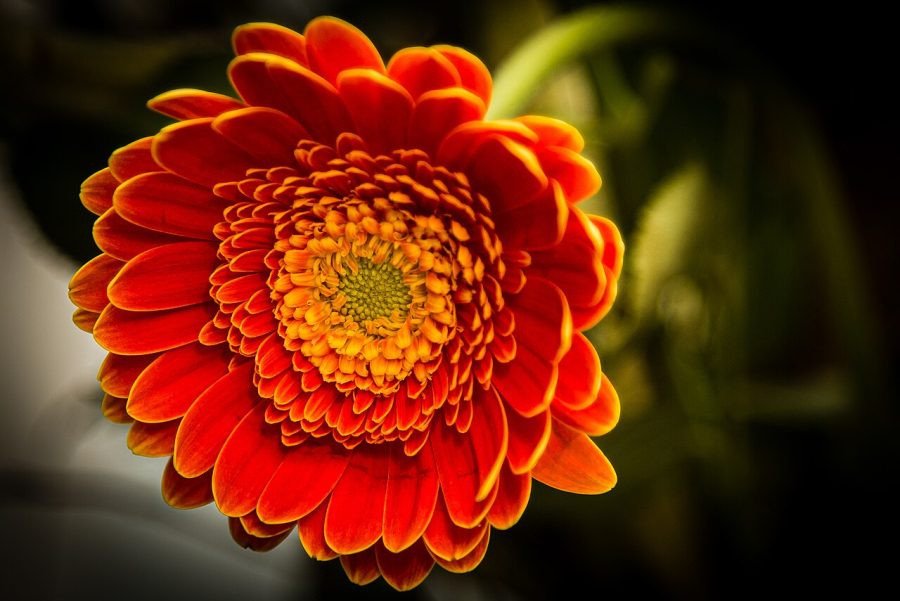 Gerbera roja