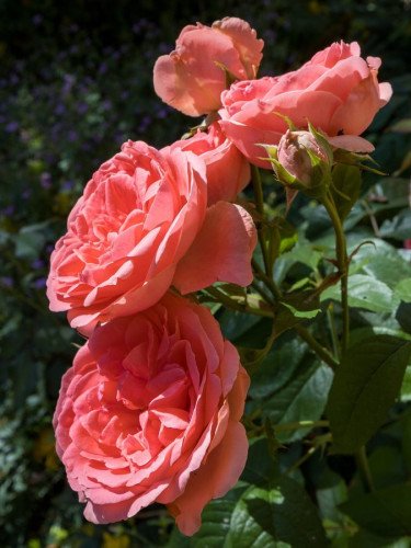 Ramo de 12 rosas