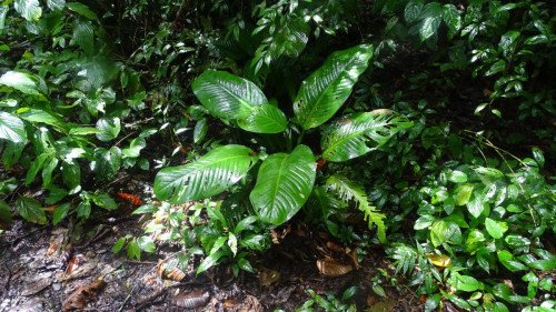 Dieffenbachia Reva (Tropic) C.16