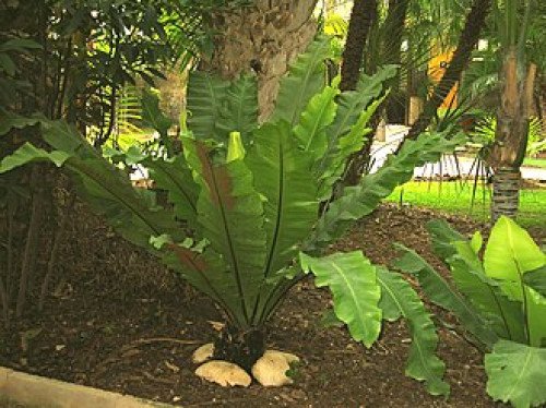 Asplenium Nidus C.20