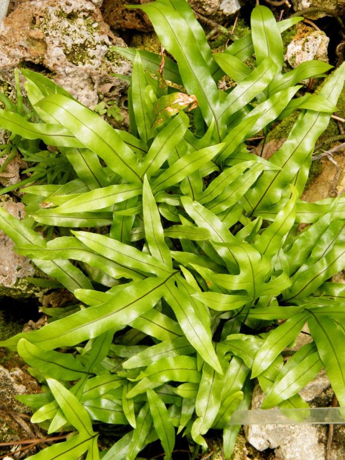 Cocodryllus Microsorum C.20