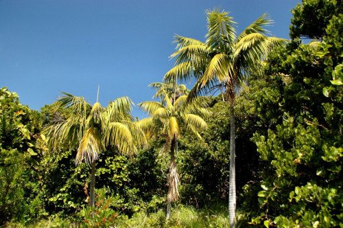 Kentia Grupo 20 (Howea Forsteriana)