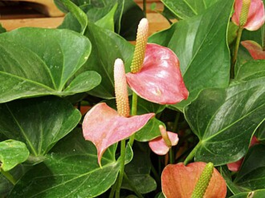 Anthurium Royal Pink Champion C.14