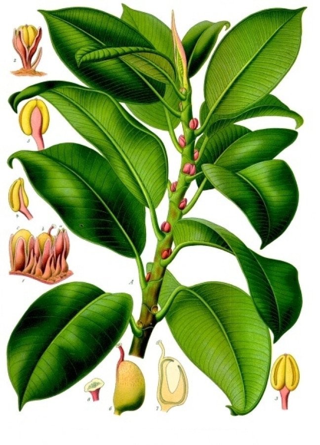 Ficus Elastica Robusta C.14