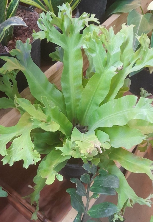 Asplenium Crissie C.12