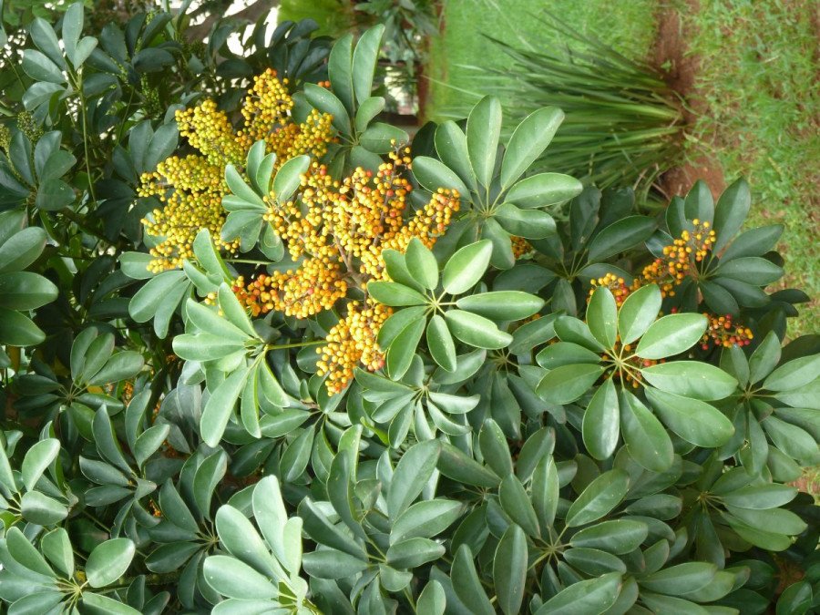 Schefflera Amate
