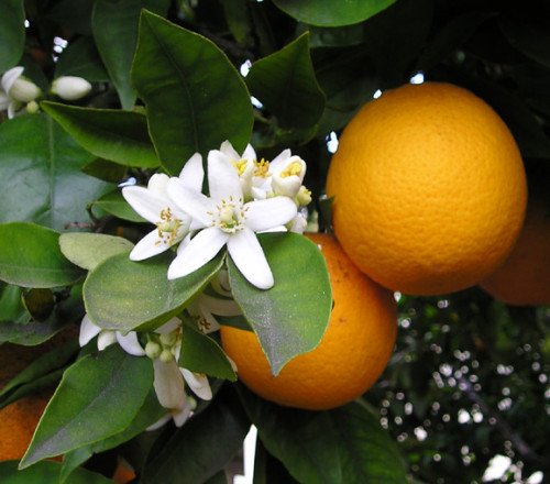 Limonero T.12L