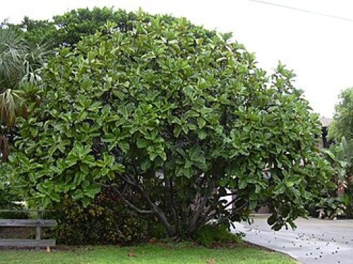 Ficus Lyrata Arbre C.22