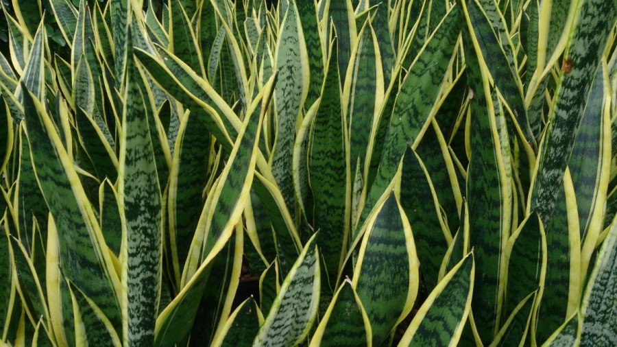 Sansevieria Trifasciata Laurentii C.19