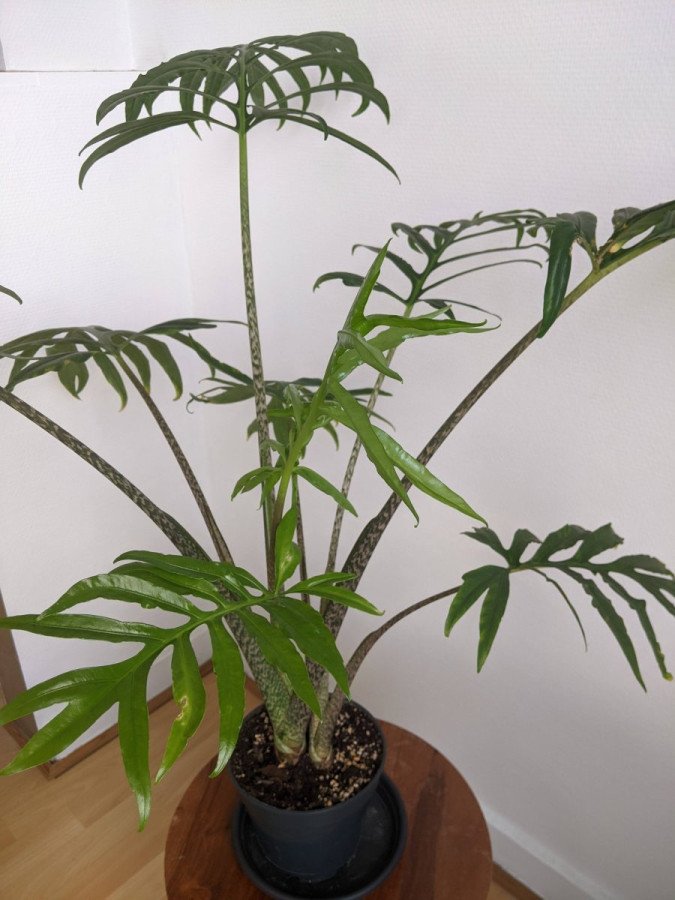 Alocasia Brancifolia