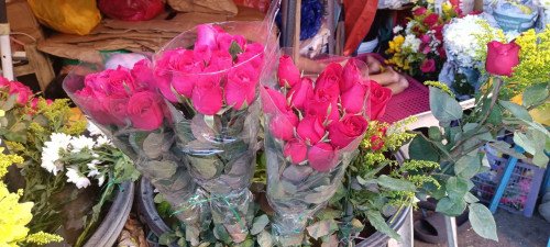 Tarrina Anthurium Spirit