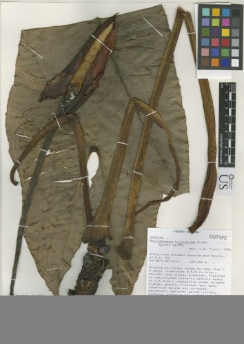 Philodendron Billietiae Croat C.22